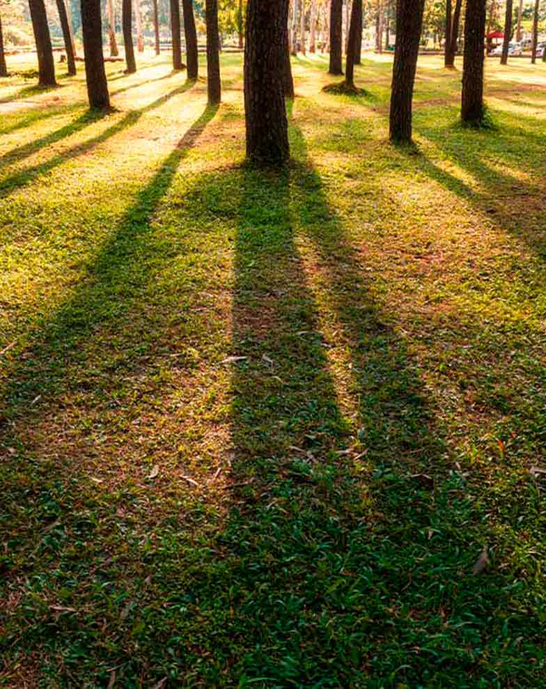 vista de um terreno arborizado com sombras projetadas pela luz solar representando uma desapropriação em área de proteção ambiental